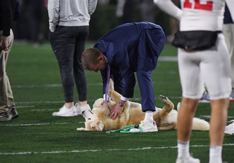 Football’s top dog: Kirk Herbstreit’s golden retriever Ben has become a fan favorite